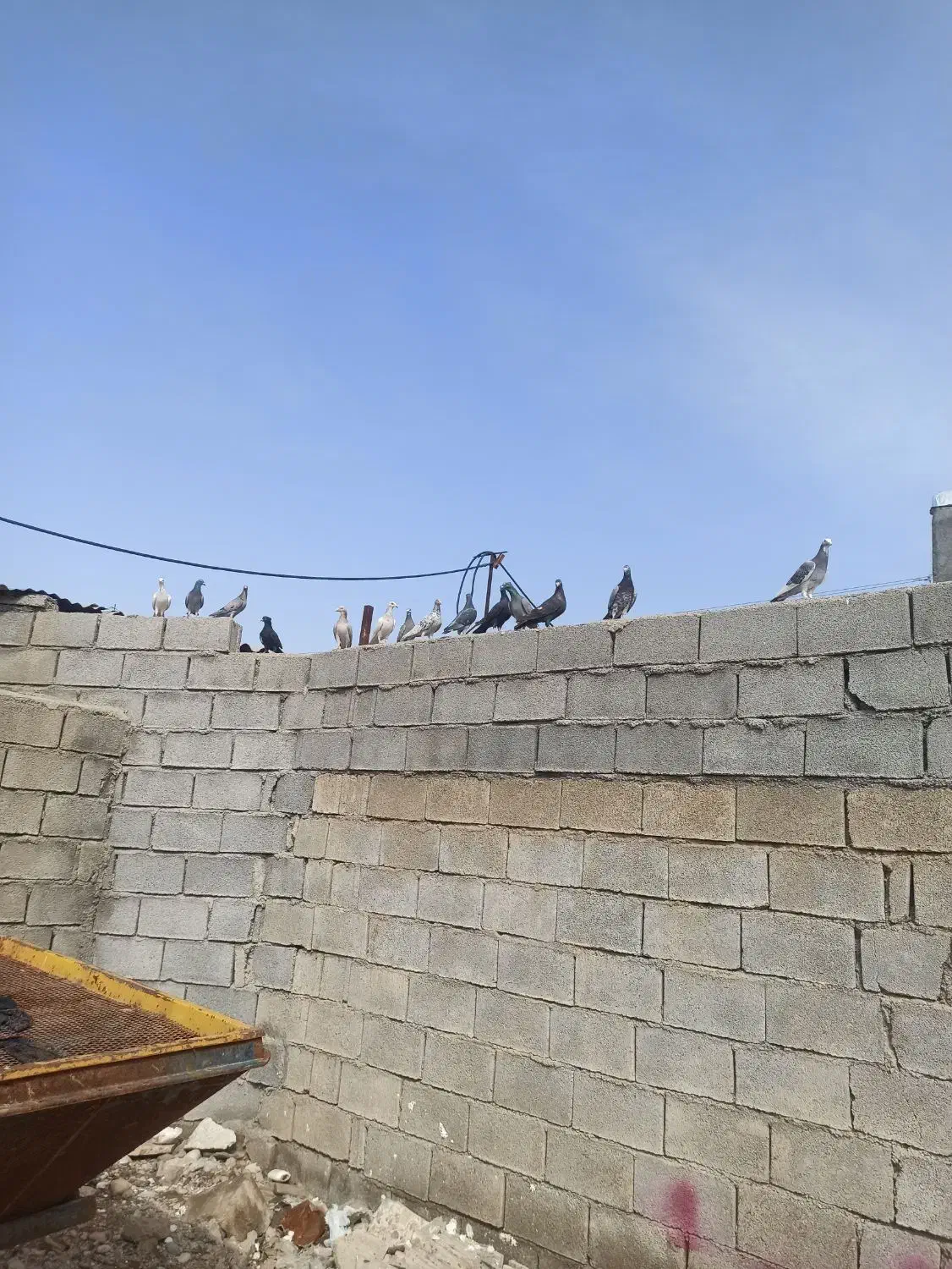 کبوتر|پرنده|اندیمشک, |دیوار