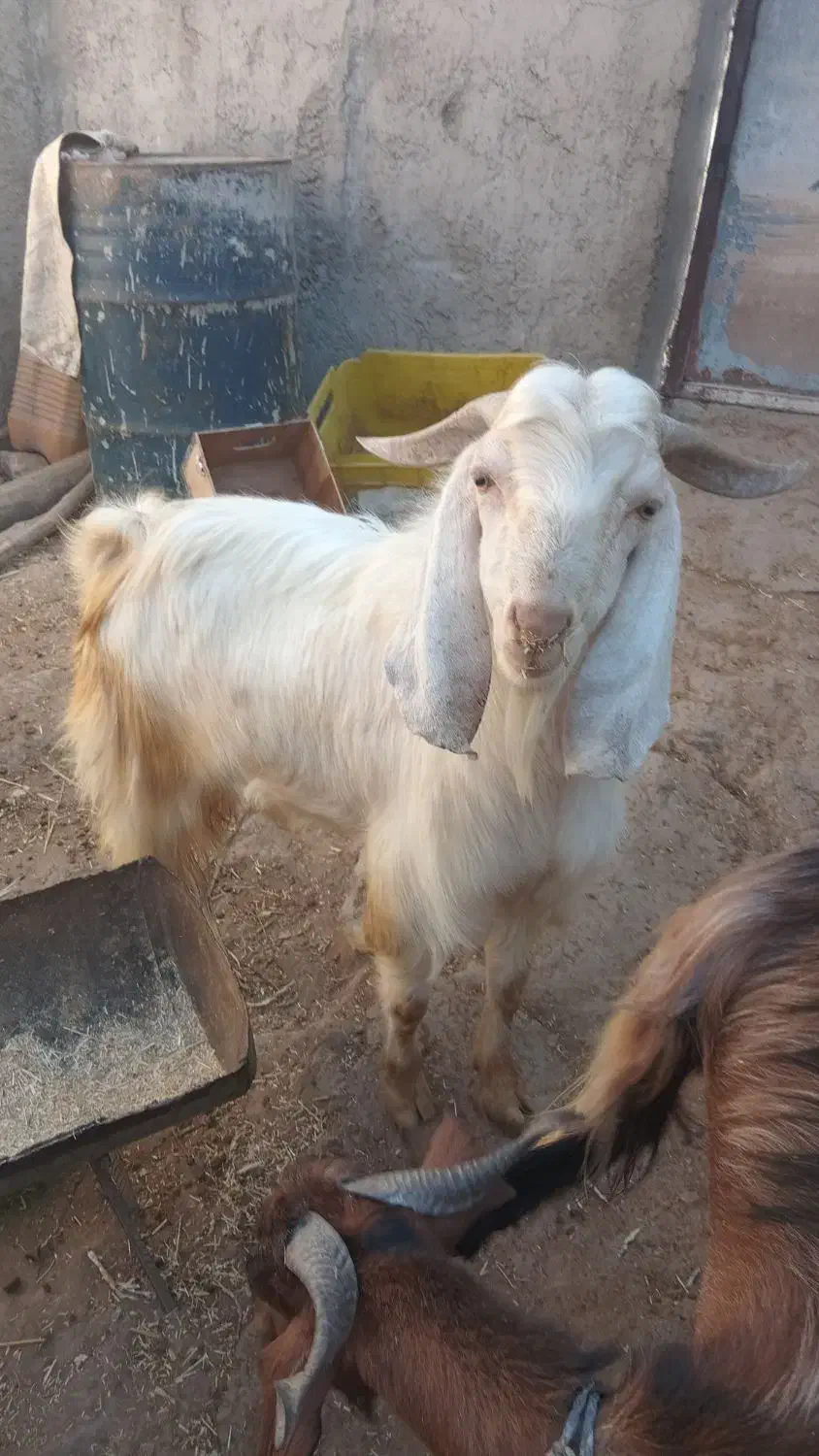 کهره نرمناسب داشت|حیوانات مزرعه|کازرون, |دیوار