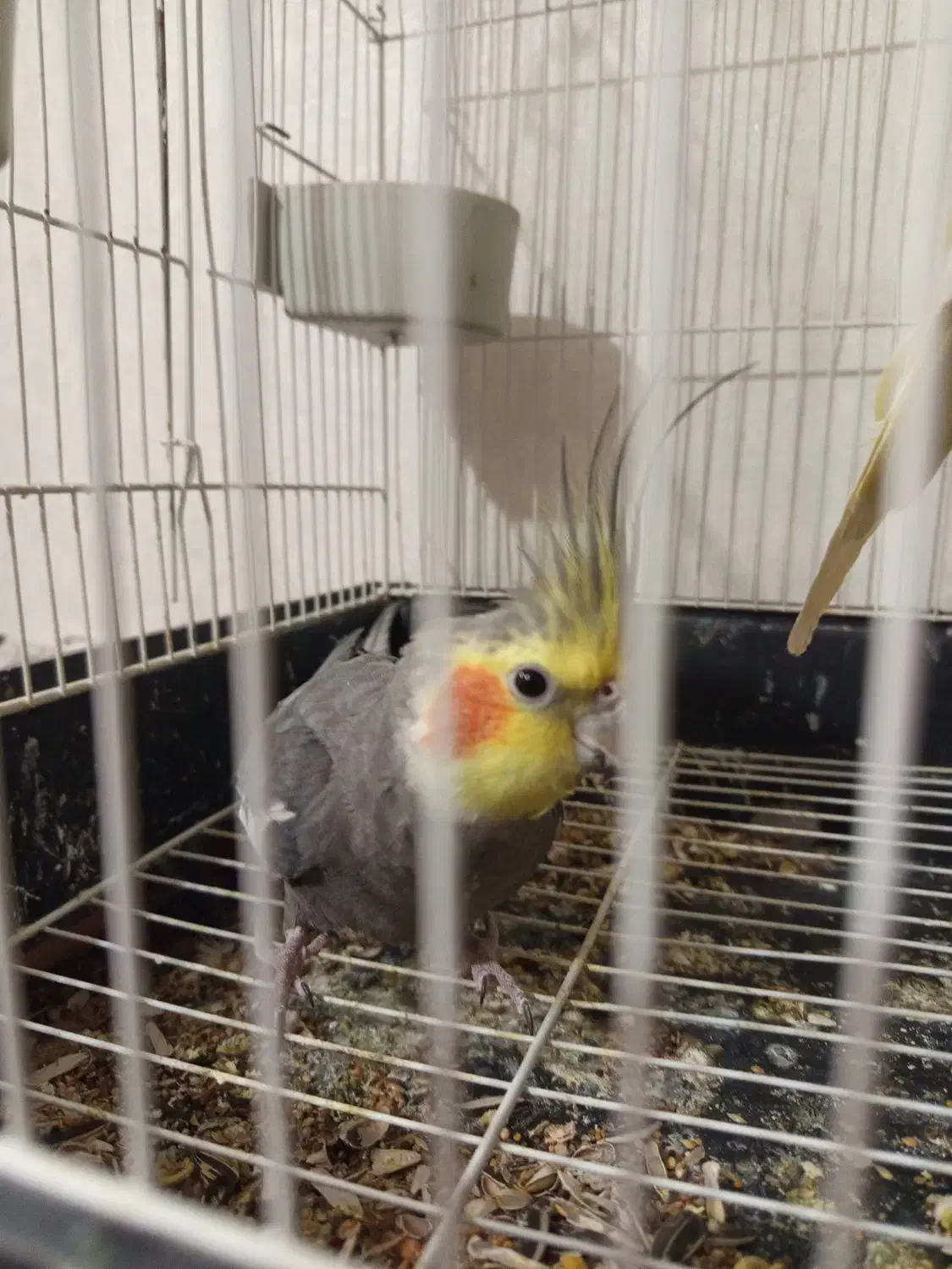 عروس هلندی|پرنده|قم, فرهنگیان و شهربانی|دیوار