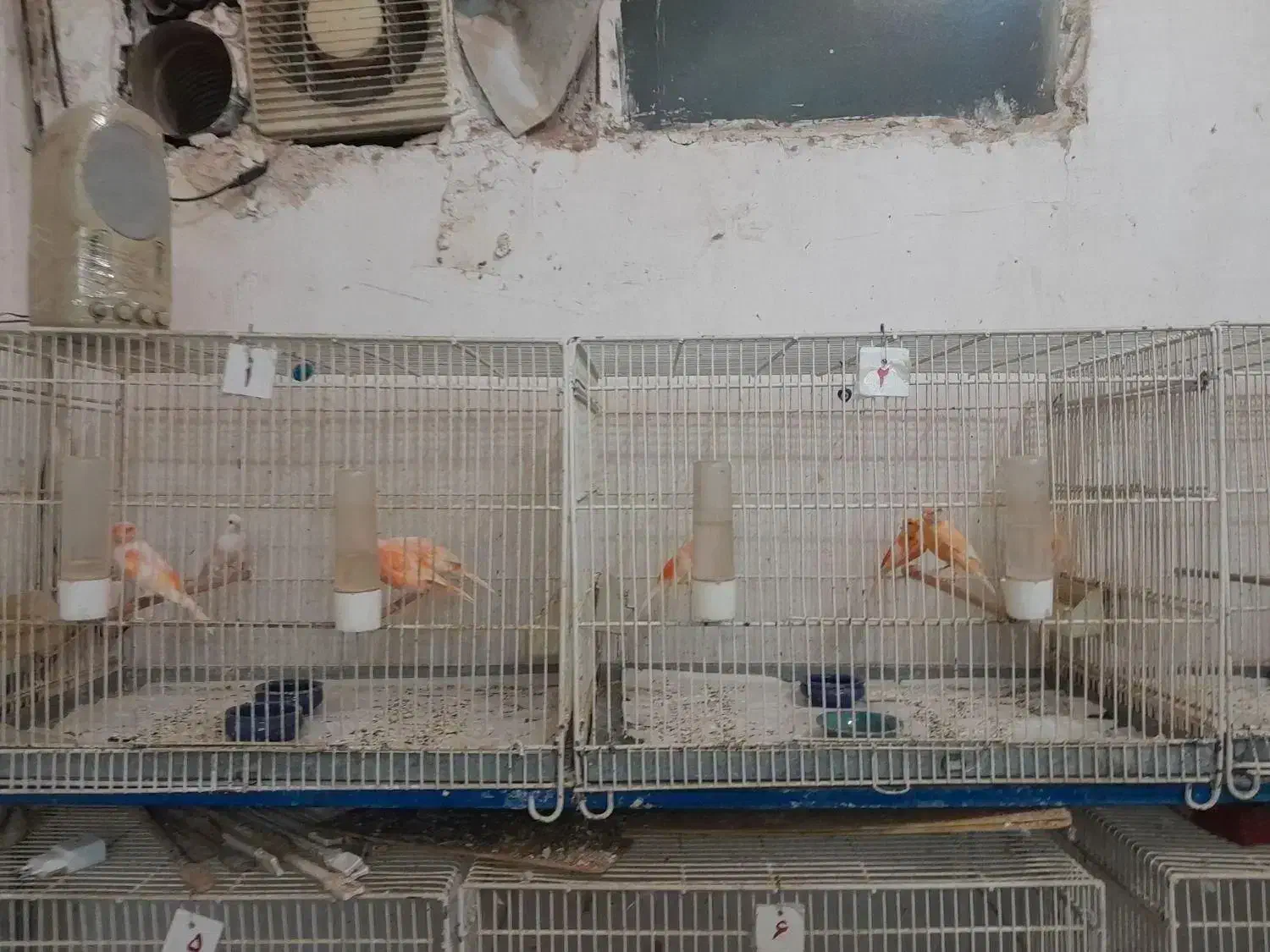 یافت آماده تخم موازیکی|پرنده|قم, دروازه ری|دیوار