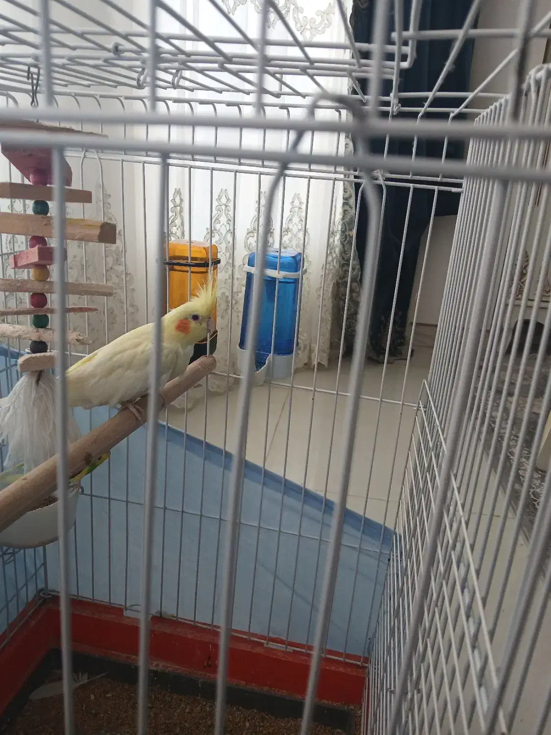 عروس هلندی نر باقفس|پرنده|اشتهارد, |دیوار