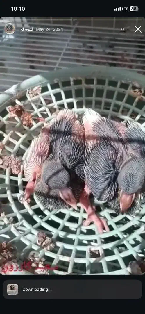 سه جفت شهری خوب|پرنده|شیراز, شهرک ولیعصر|دیوار