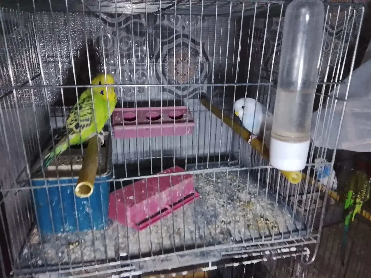 مرغ عشق|پرنده|نسیم‌شهر, |دیوار