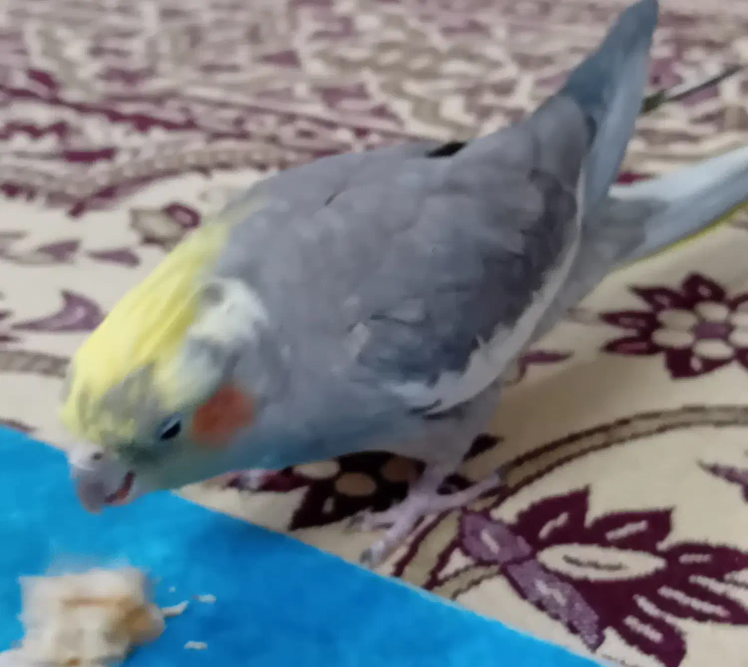 عروس هلندی|پرنده|مشهد, کوشش|دیوار