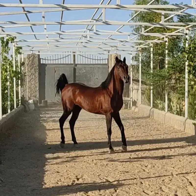اسب نریان یه سر ترکی|اسب و تجهیزات اسب‌سواری|رباط‌کریم, رباط‌کریم|دیوار