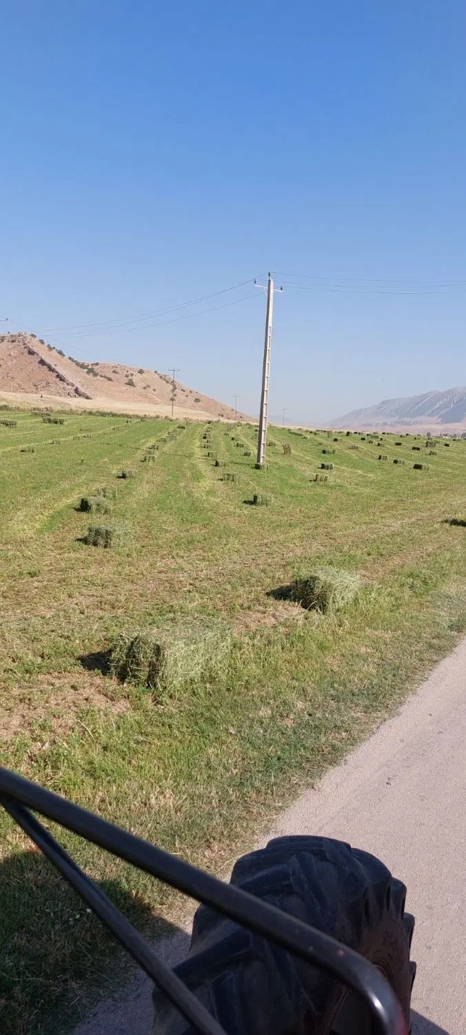 یونجه|خدمات باغبانی و درختکاری|زاگرس, |دیوار