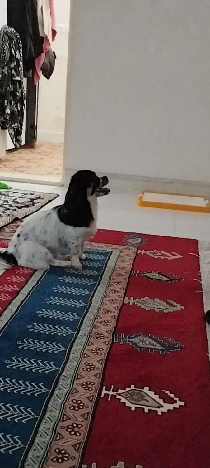 گمشده سگ|سگ|مشهد, آبکوه|دیوار