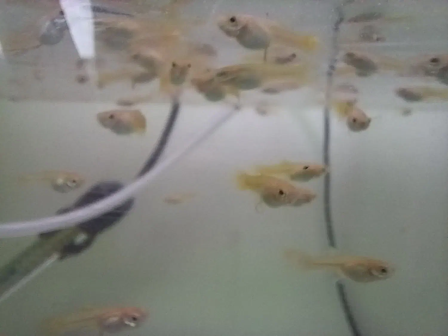 فروش بچه ماهی گوپی|ماهی|ملایر, |دیوار