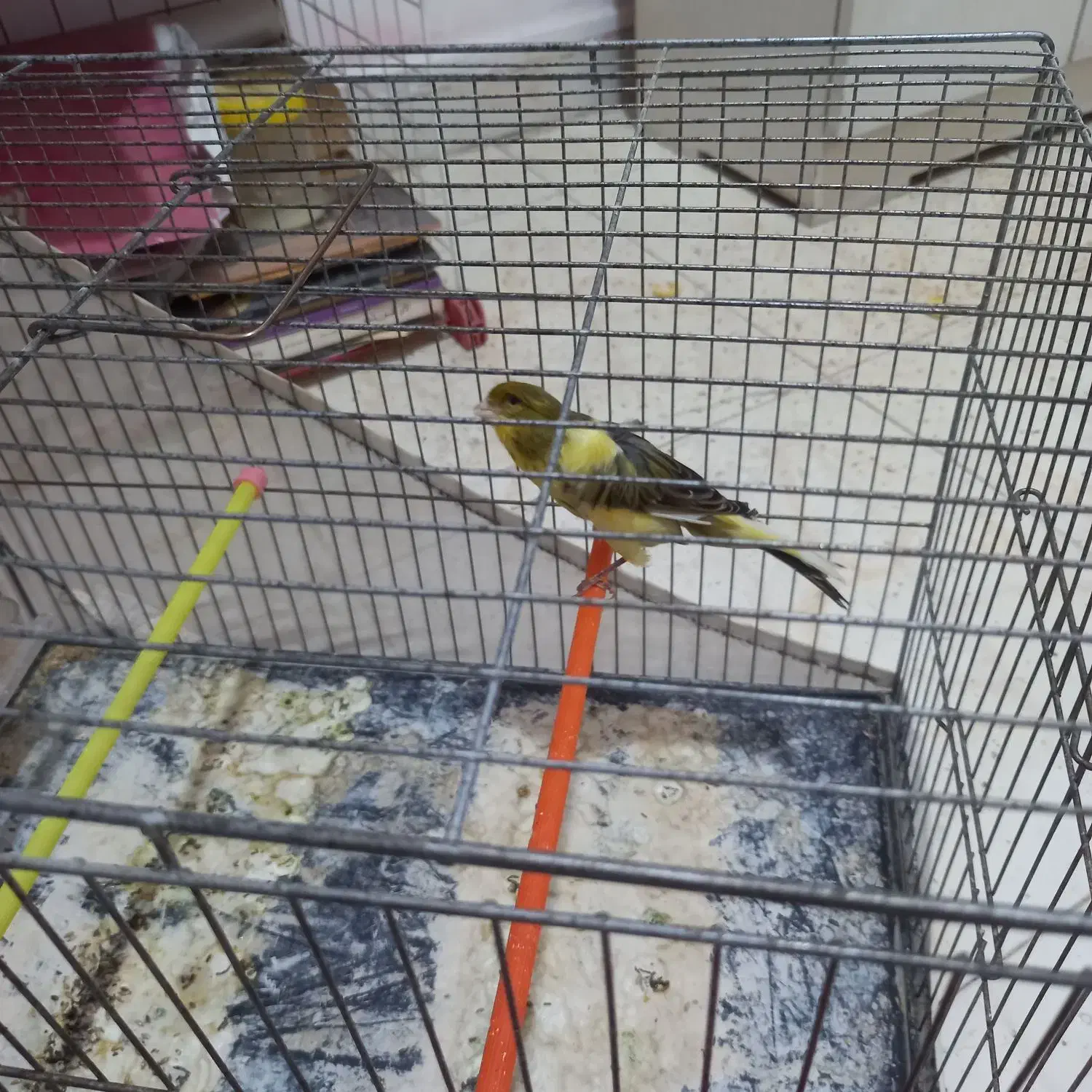 قناری رسنی بلند|پرنده|کهریزک, |دیوار