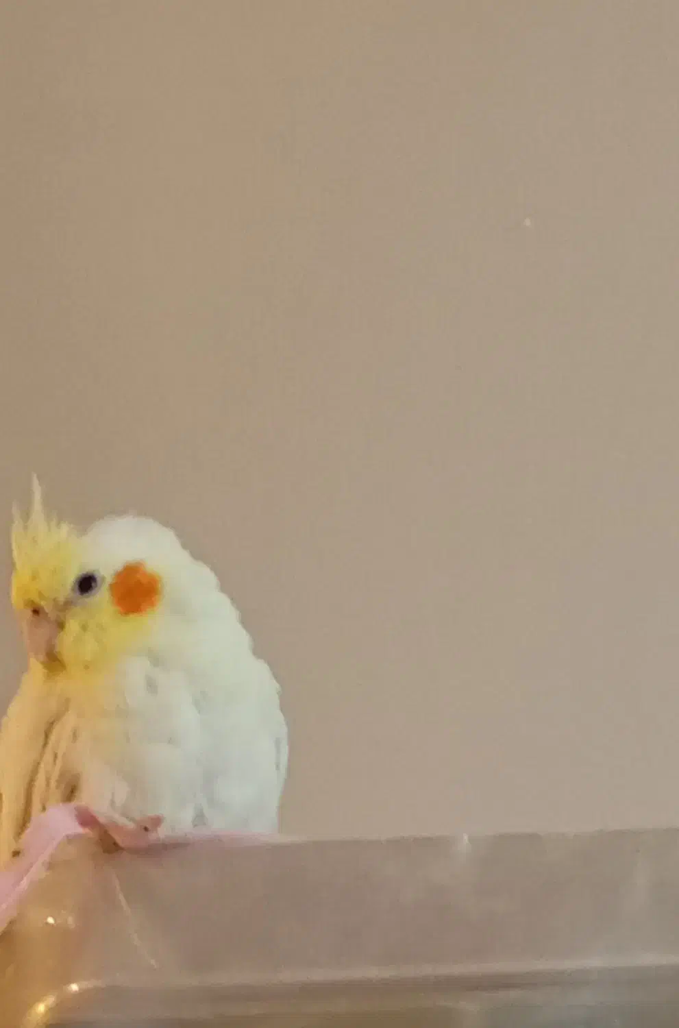 گمشده|حیوانات|تبریز, |دیوار