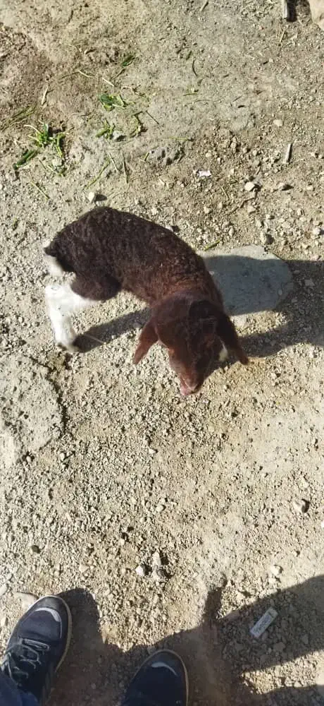 کهره و بره شیر خوار و علفخوار|حیوانات مزرعه|شیراز, شاپورجان|دیوار