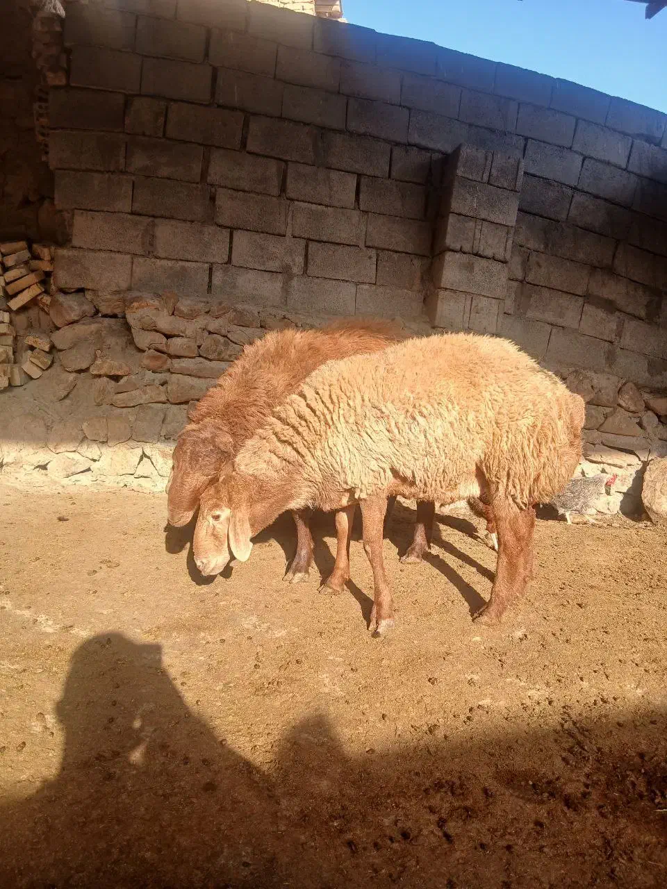 بره قوچی هترو|حیوانات مزرعه|مشهد, امیریه|دیوار