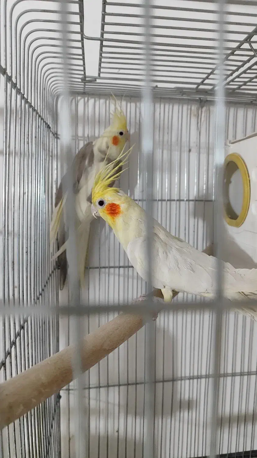 عروس هلندی|پرنده|صدرا-فارس, فاز ۱|دیوار