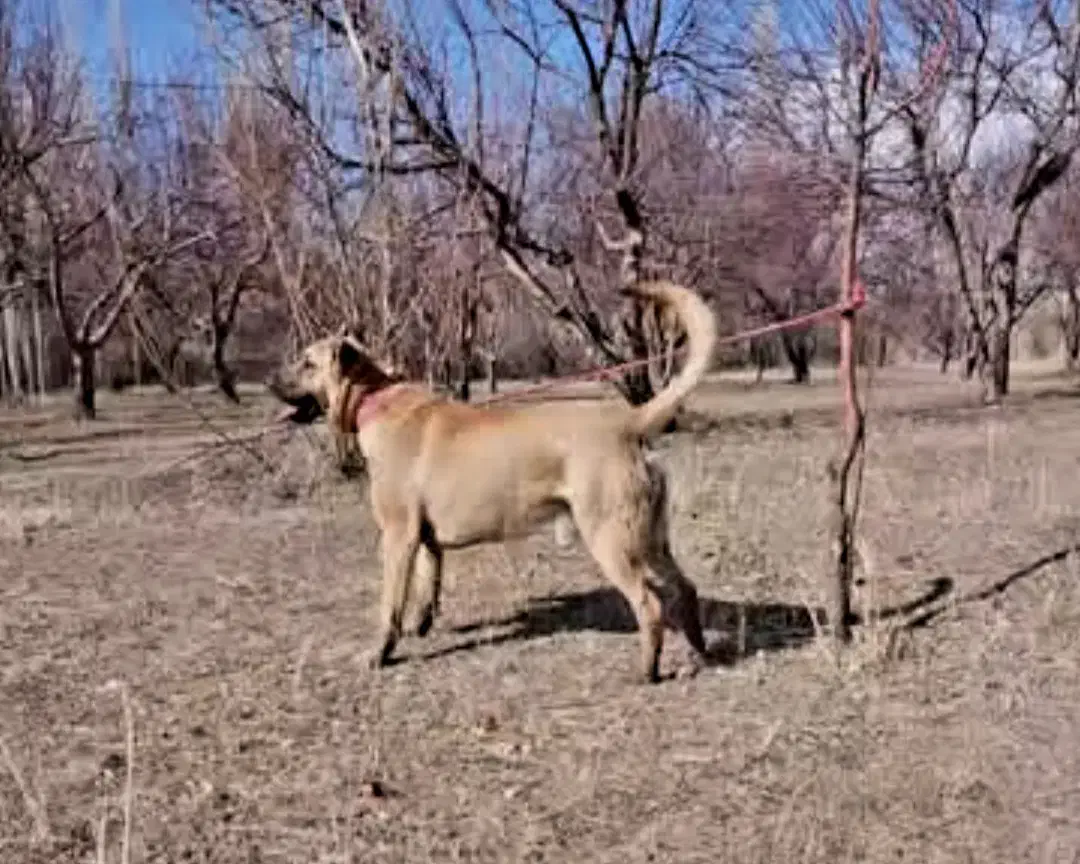 فروش سگ|سگ|میانه, |دیوار