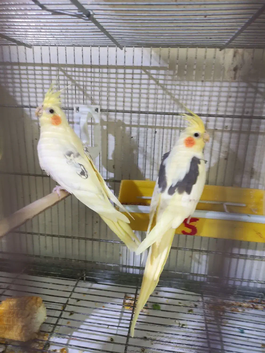 عروس هلندی دوکت|پرنده|بندرعباس, |دیوار