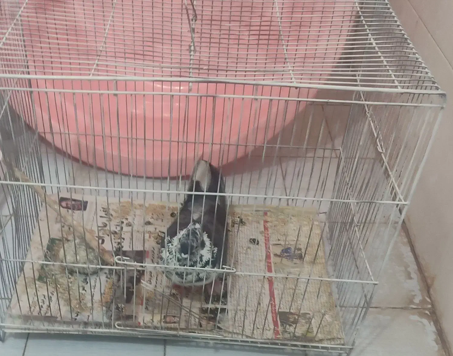 کبوترساوه|پرنده|ساوه, |دیوار