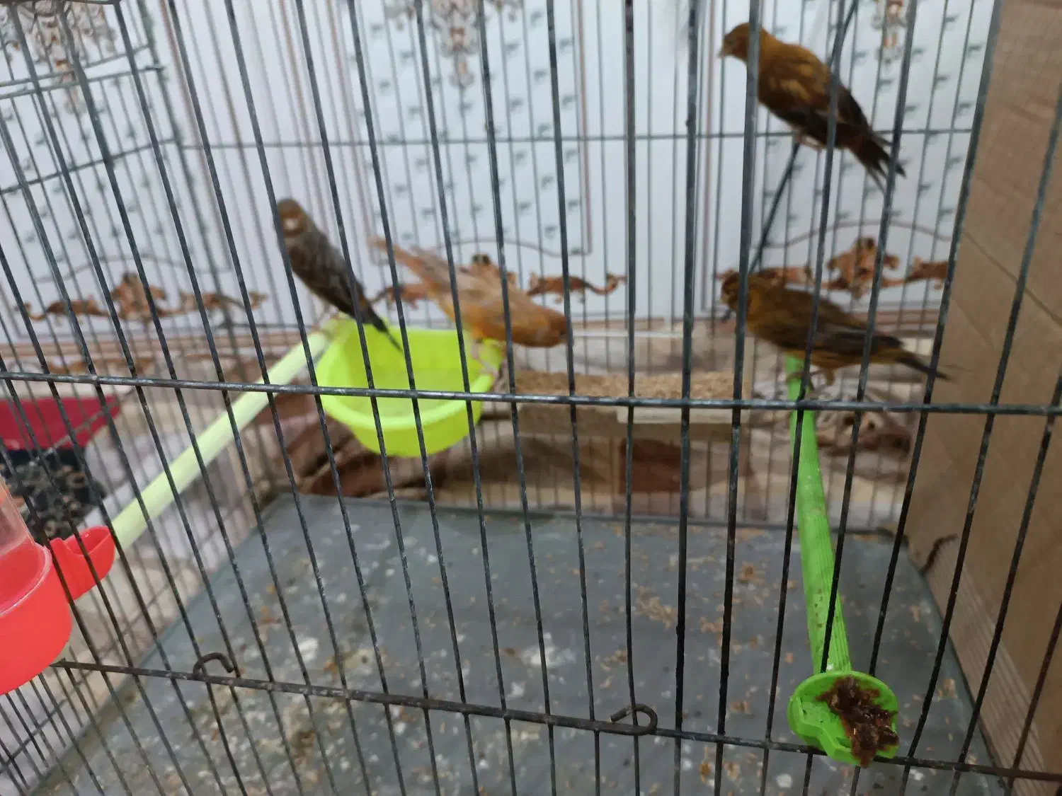 قناری 9 عدد نر|پرنده|شادگان, |دیوار