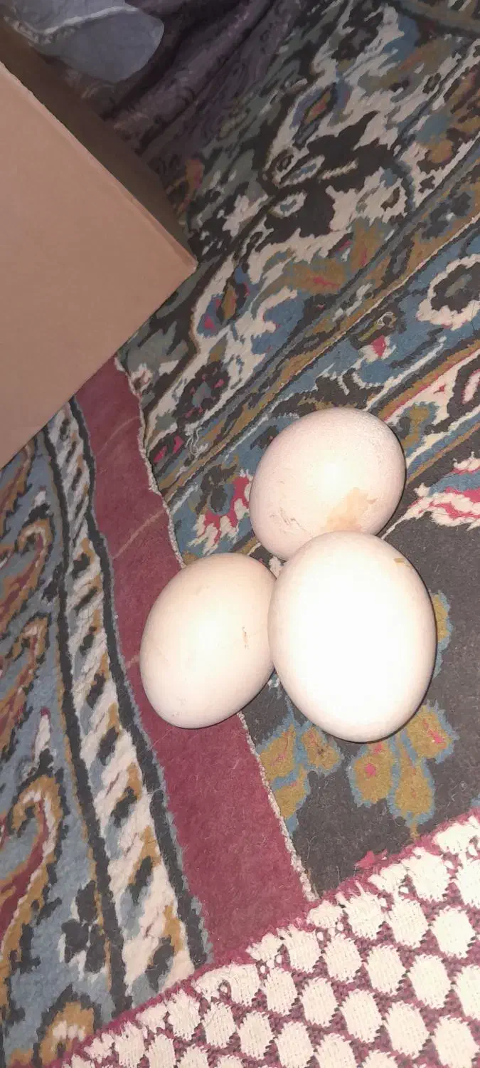 تخممرغ|حیوانات مزرعه|مینودشت, |دیوار