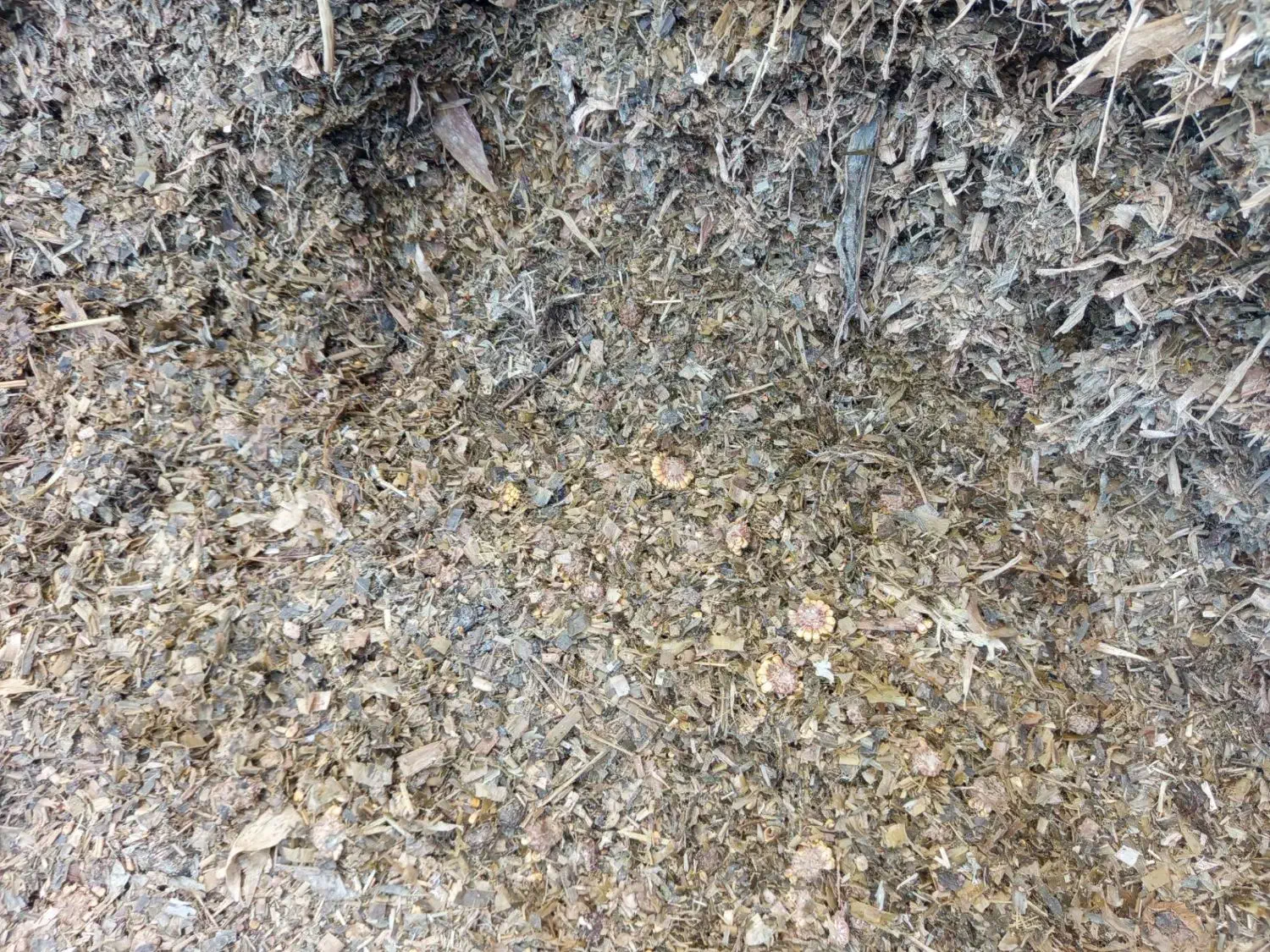 علوفه ذرت|لوازم جانبی حیوانات|گرمخان, |دیوار