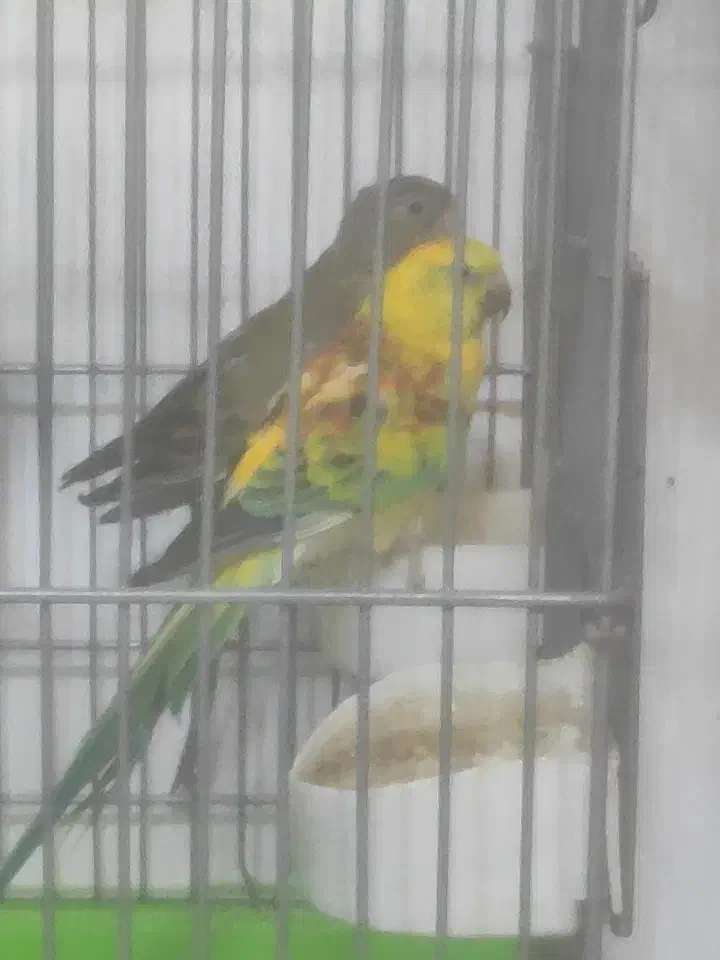 طوطی آوازه خوان مولد وطوطی ملنگوسبزآبی مولد|پرنده|اصفهان, باب الدشت|دیوار