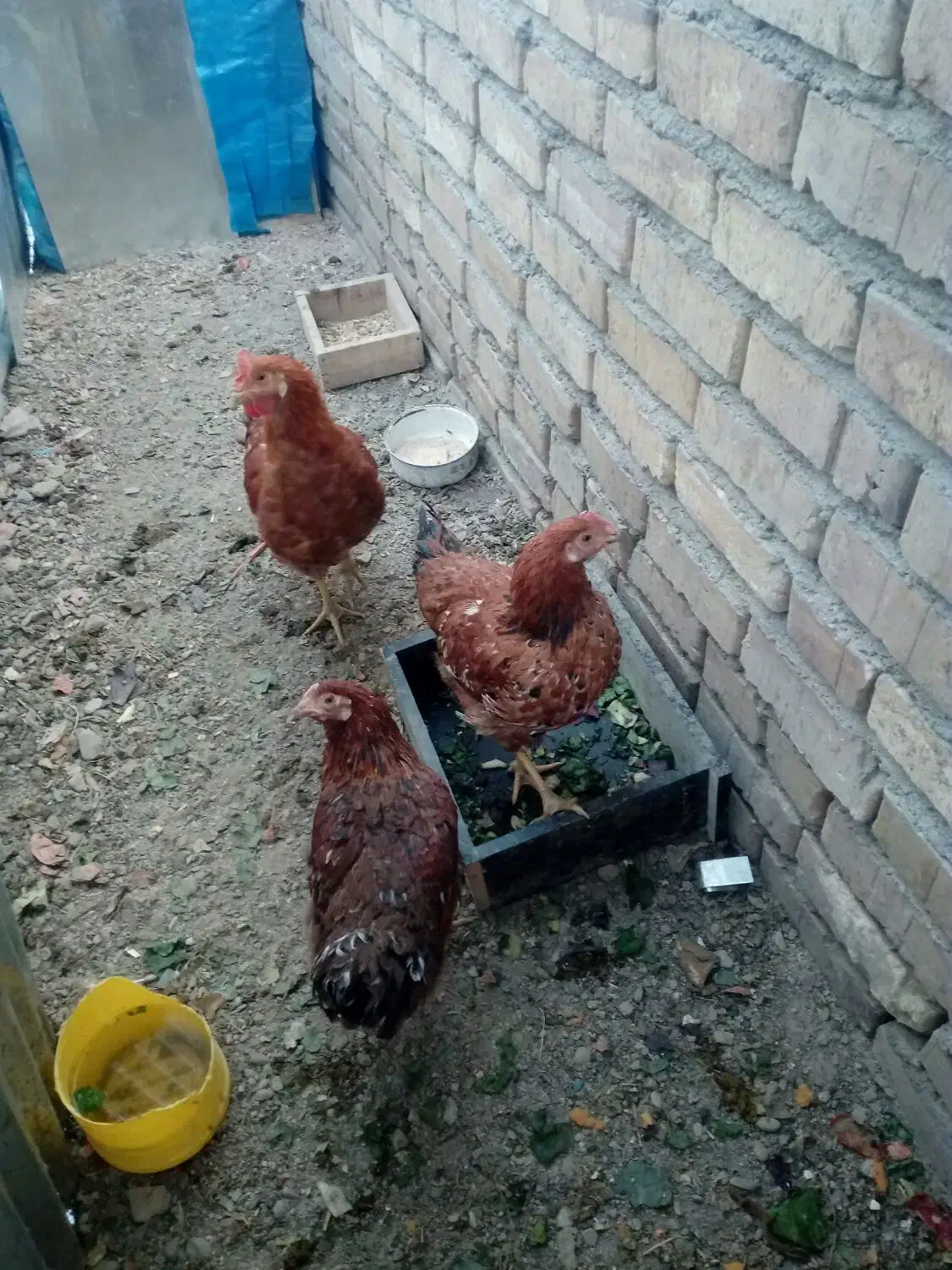 جوجه مرغ طاقچه سالم، فروشی مرغ وخروس|پرنده|مشهد, نوید|دیوار