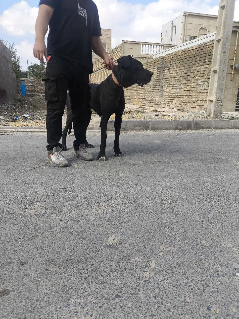 سگ گریدین|سگ|تهران, بلوار کشاورز|دیوار