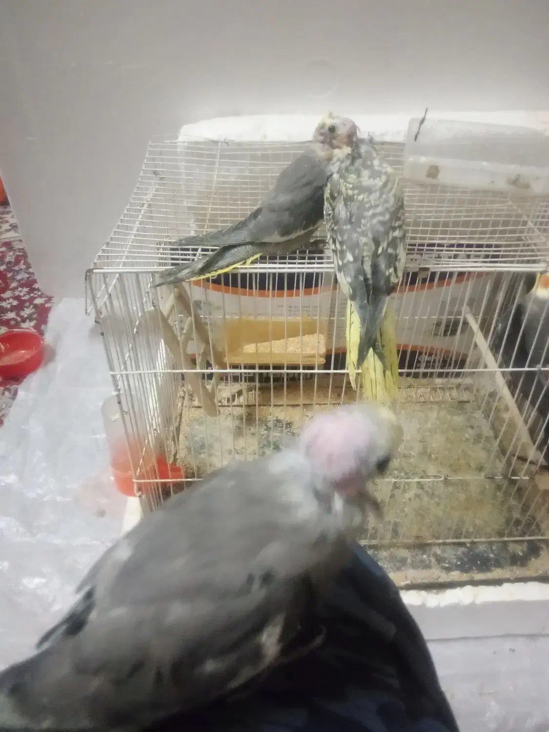 عروس هلندی جوجه|پرنده|تربت‌حیدریه, میدان مرکزی|دیوار