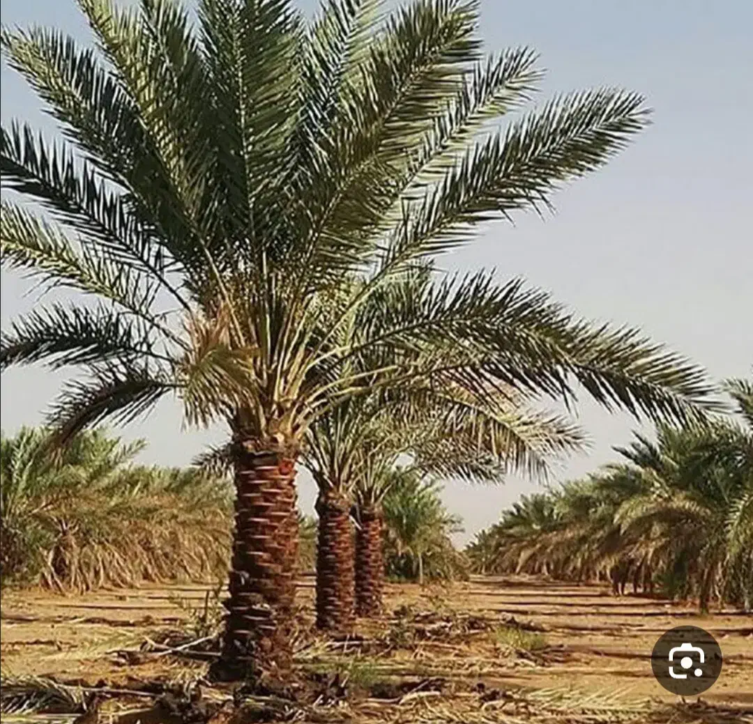 درخت گراز|خدمات باغبانی و درختکاری|بم, |دیوار