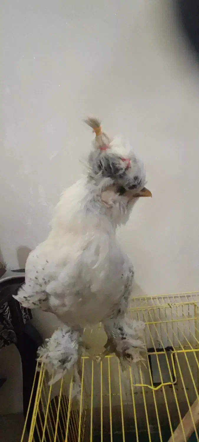 فروش خروس سلطان|حیوانات مزرعه|سمنان, |دیوار