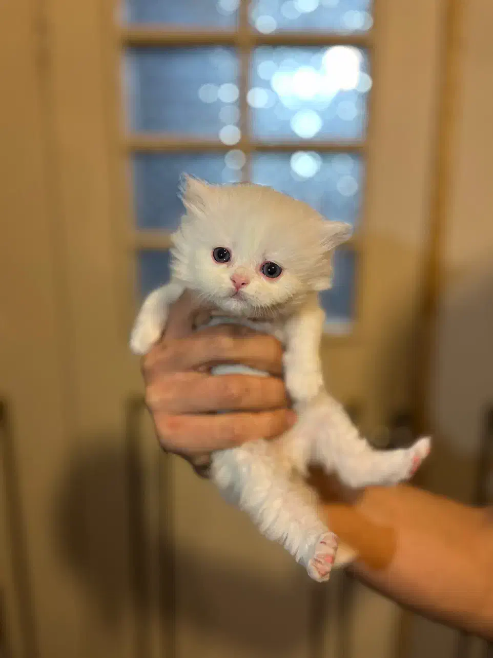 گربه بریتیش|گربه|ارومیه, |دیوار