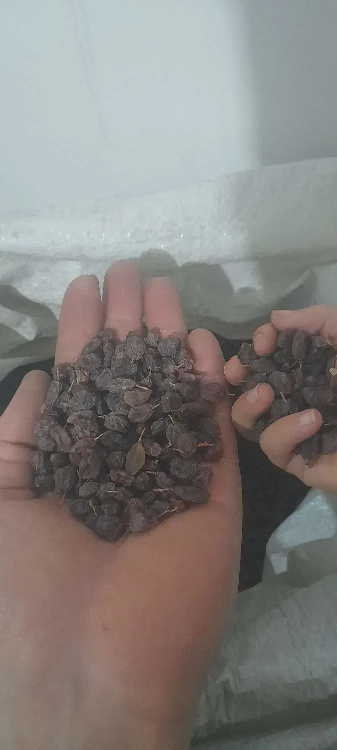 کشمش آفتابی پلویی|خوردنی و آشامیدنی|پاکدشت, پاکدشت (مامازند)|دیوار