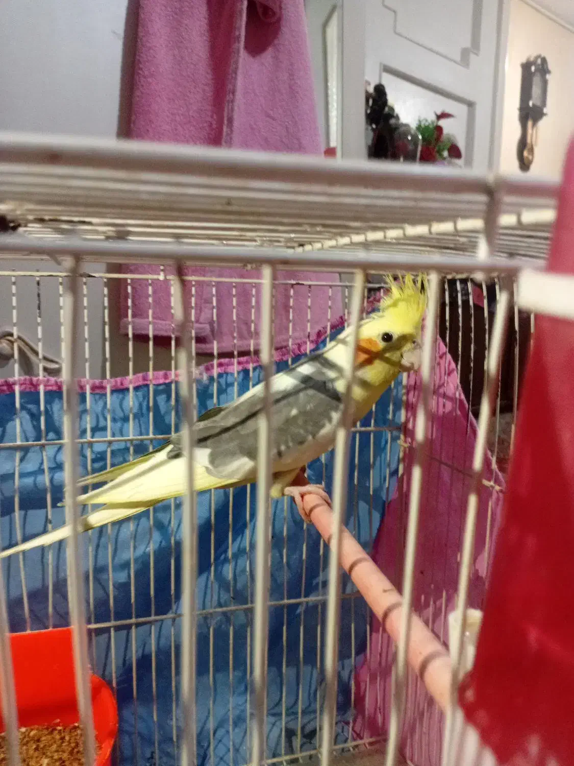 عروس هلندی جفت با جوجه|پرنده|تربتحیدریه, طالقانی|دیوار