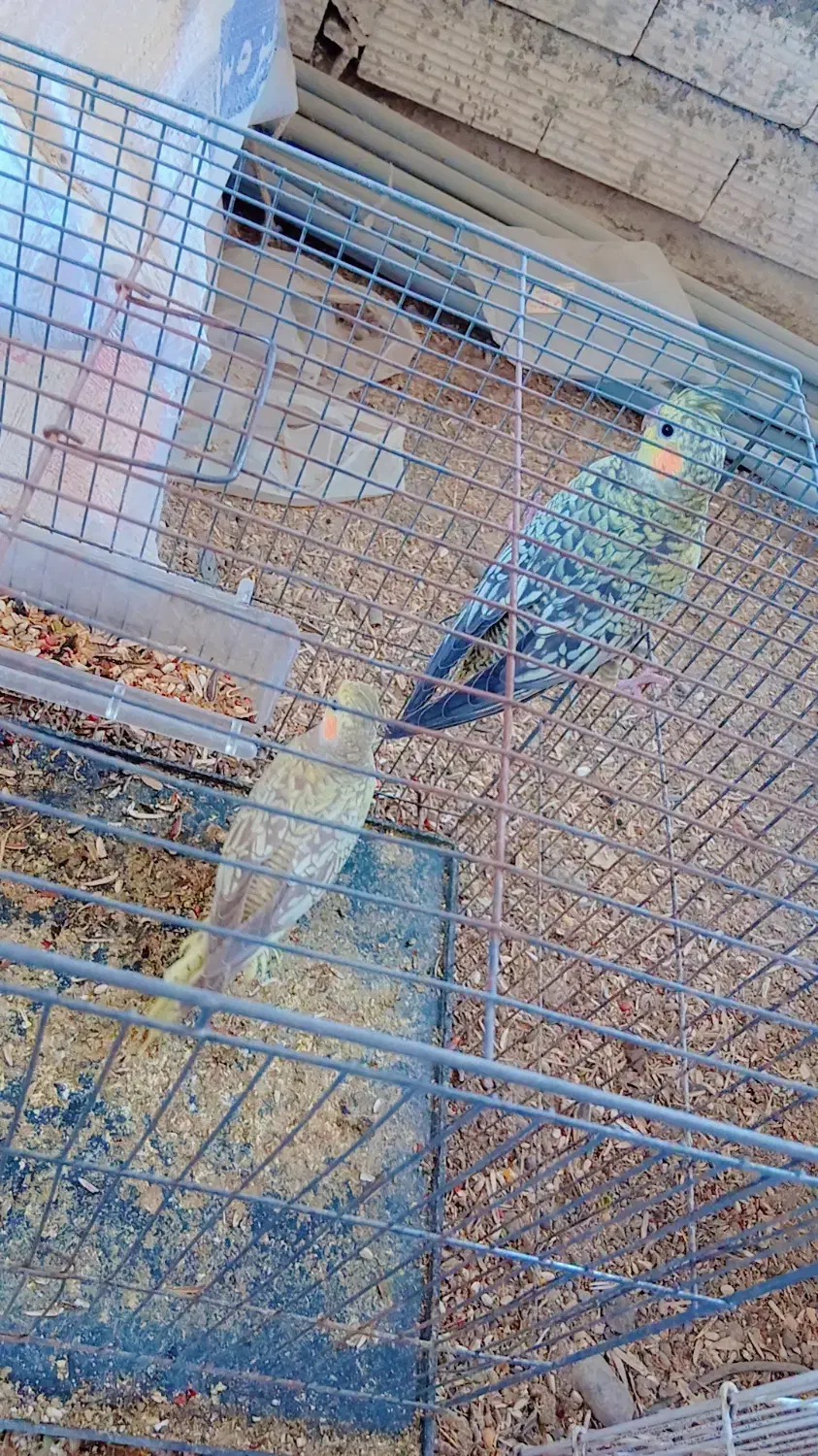 عروسک عروس هلندی(دوتاش۱نیم)|اسباببازی بچه|بم, |دیوار