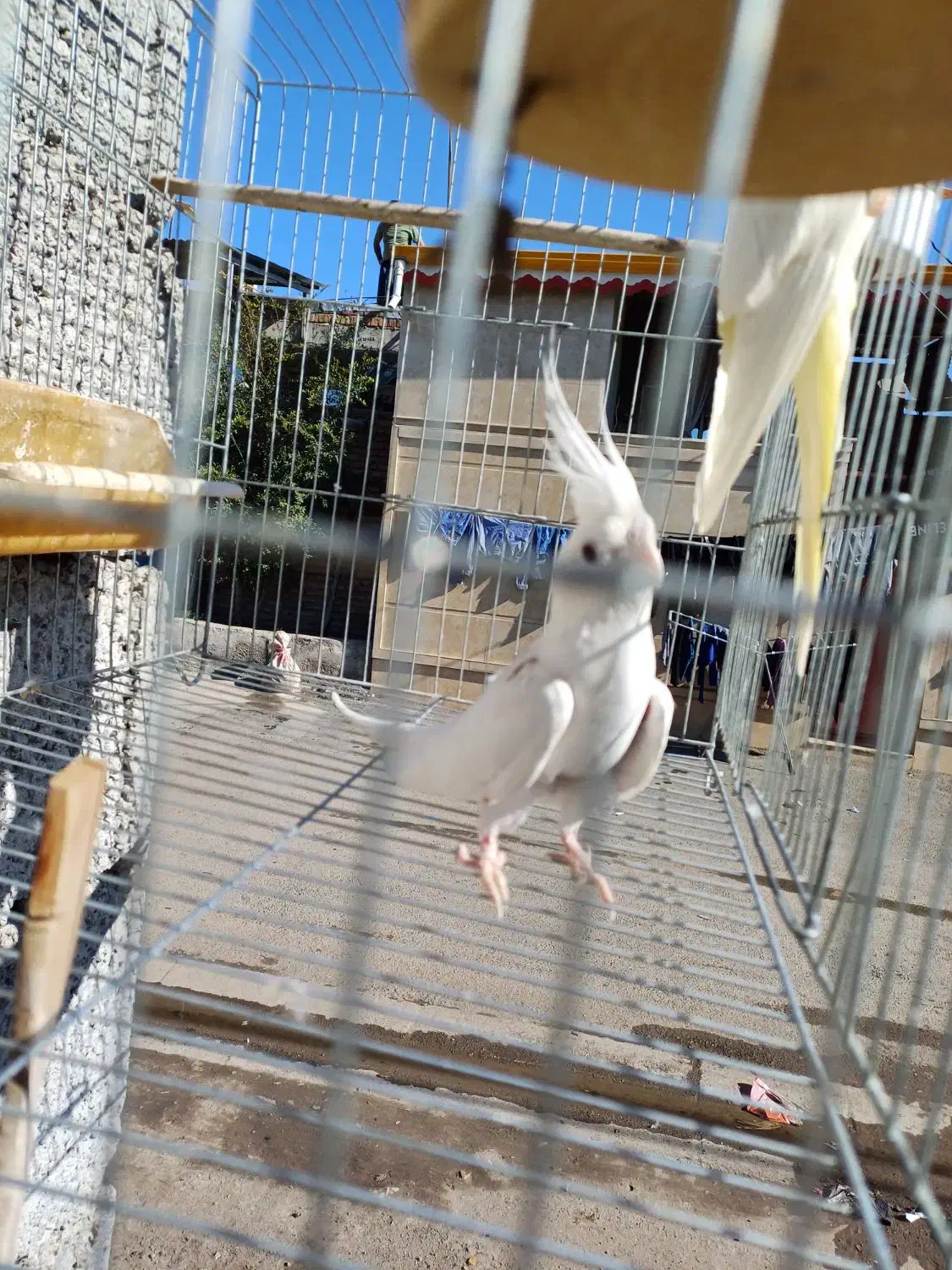 دو جفت عروس هلندی|پرنده|پارس‌آباد, |دیوار