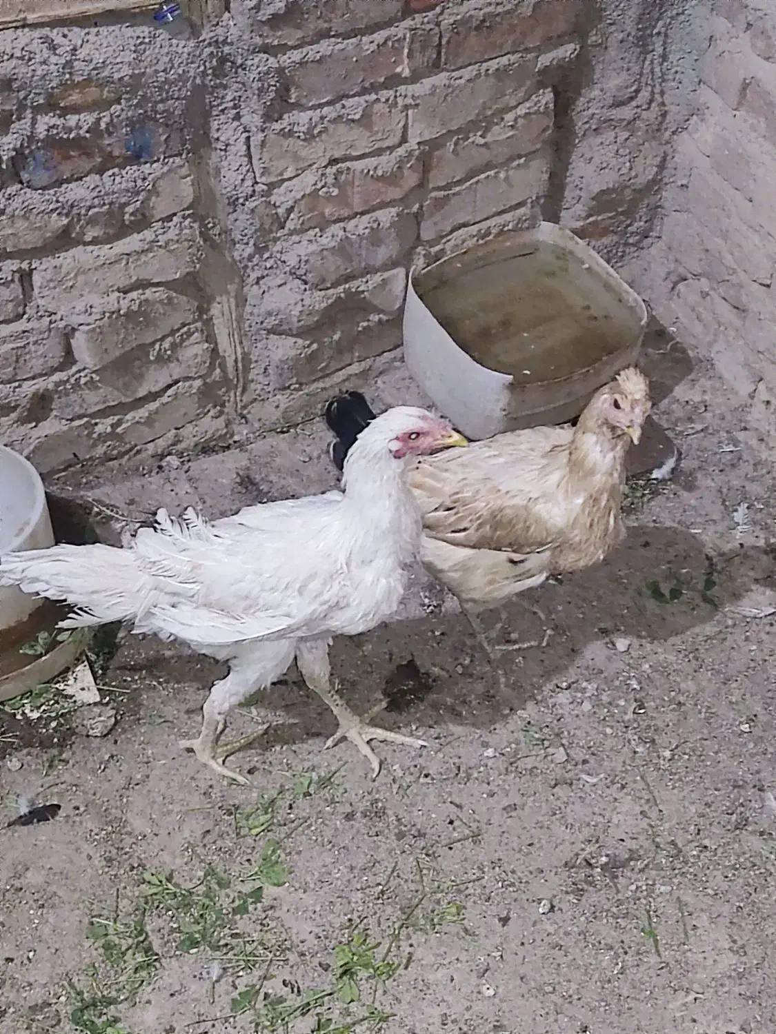 دوتا مرغ فروشی نروماده،یک دوصد،|پرنده|خاش, |دیوار