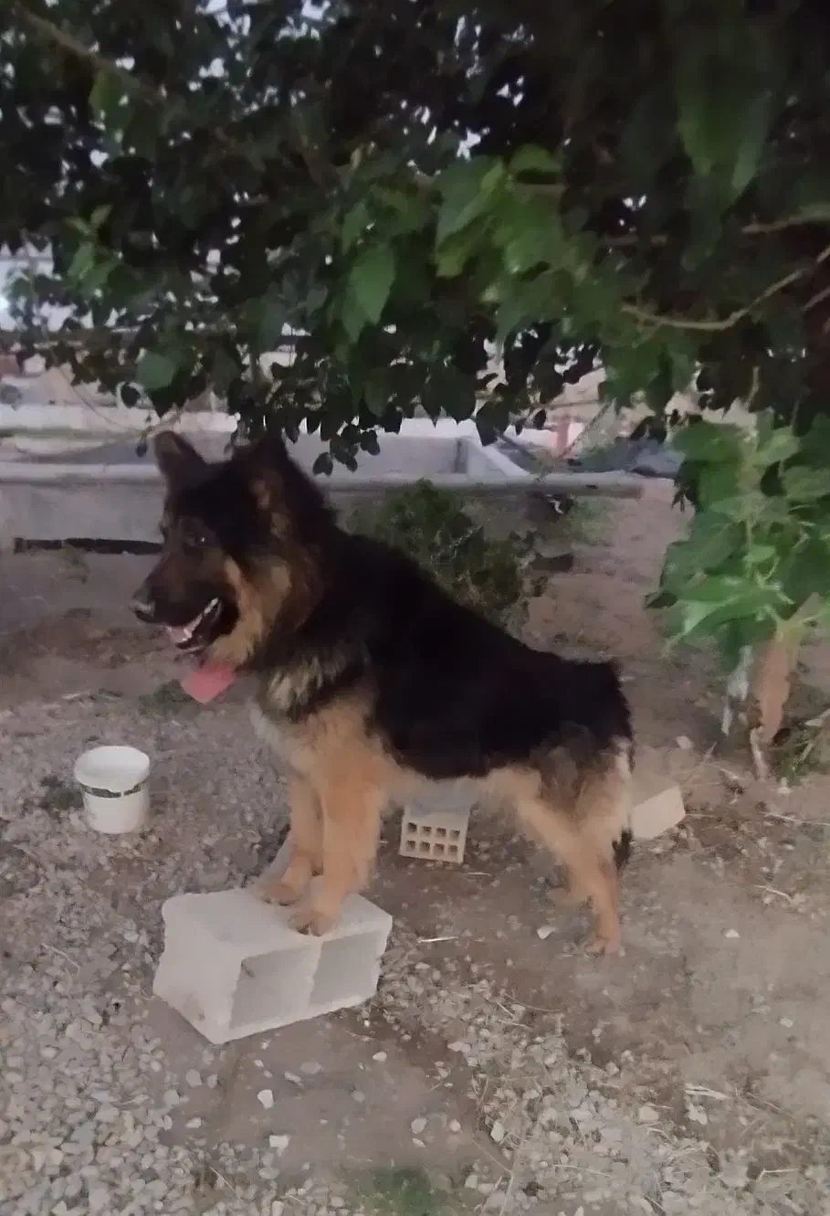 سگ ژرمن نگهبان|سگ|کرمانشاه, |دیوار