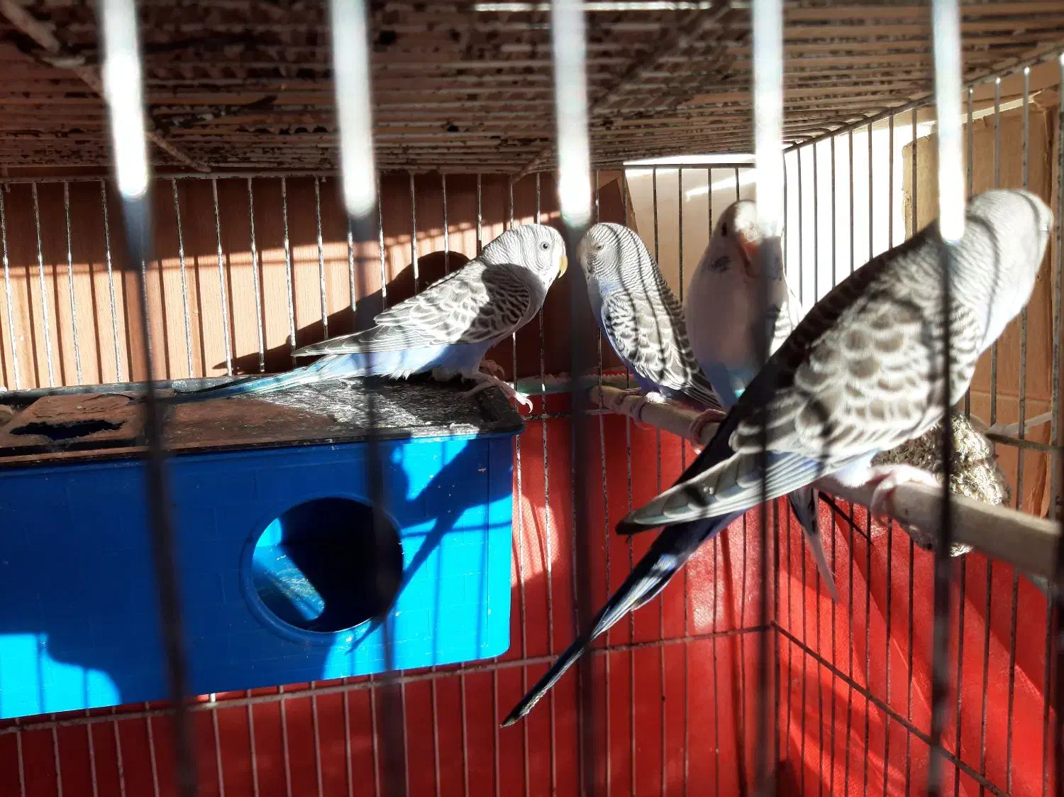 مرغ عشق بالغ و قابل جفتگیری|پرنده|تهران, سازمان برنامه جنوبی|دیوار