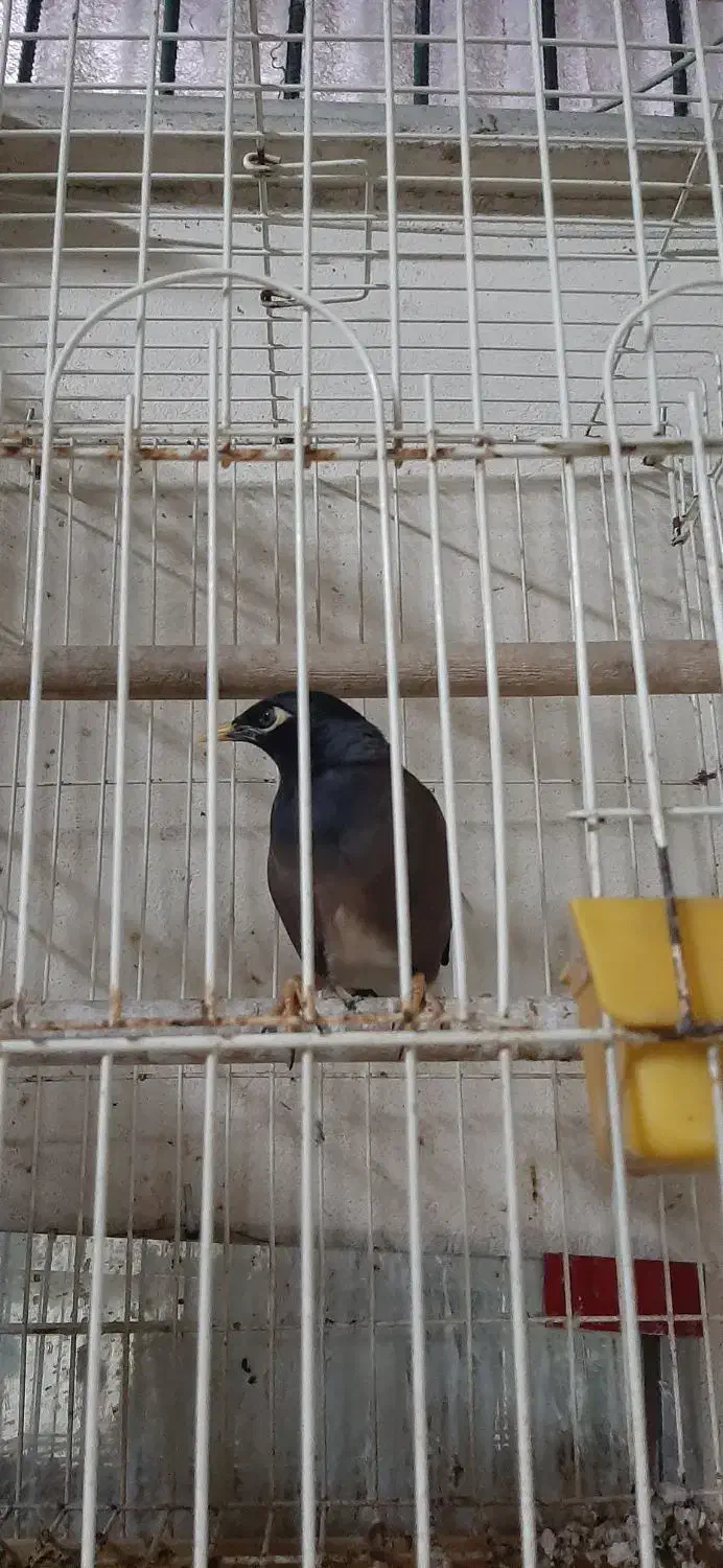 مینا خوش صدا|پرنده|تهران, منیریه|دیوار