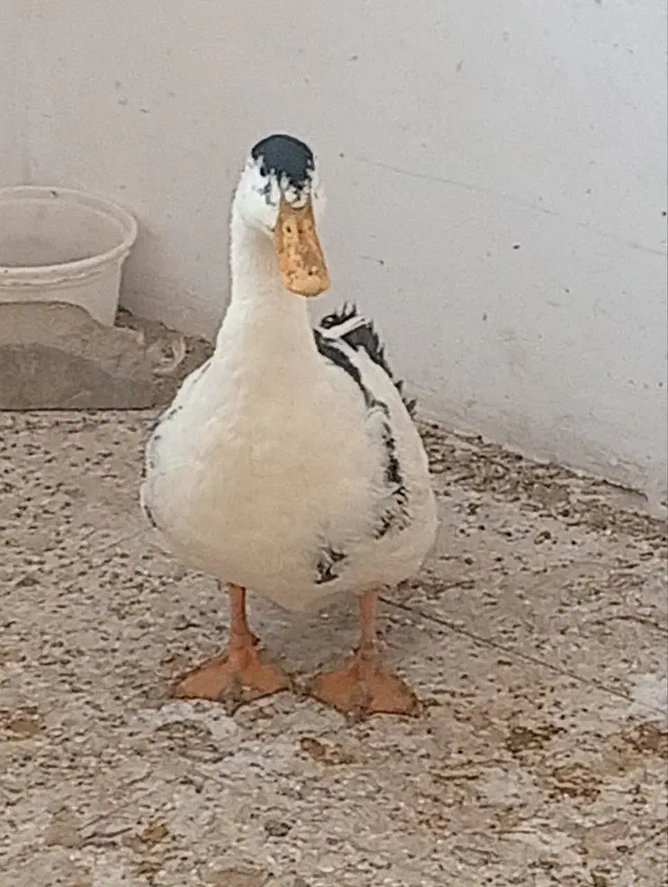 اردک|حیوانات مزرعه|سبزوار, هویزه|دیوار