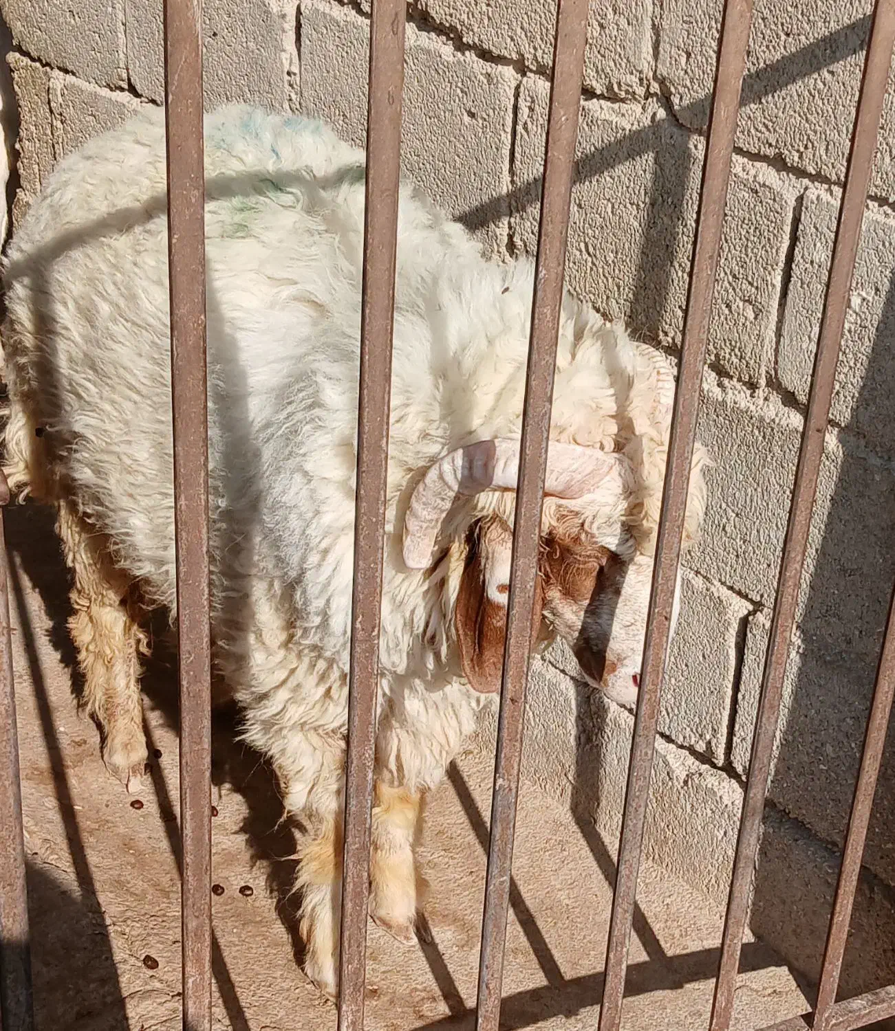 حیوانات مزرعه|حیوانات مزرعه|لامرد, |دیوار