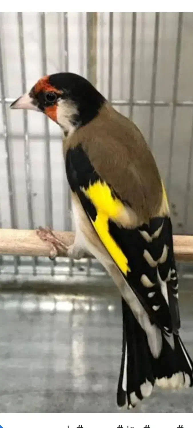 پرنده|پرنده|کوهسار (البرز), |دیوار