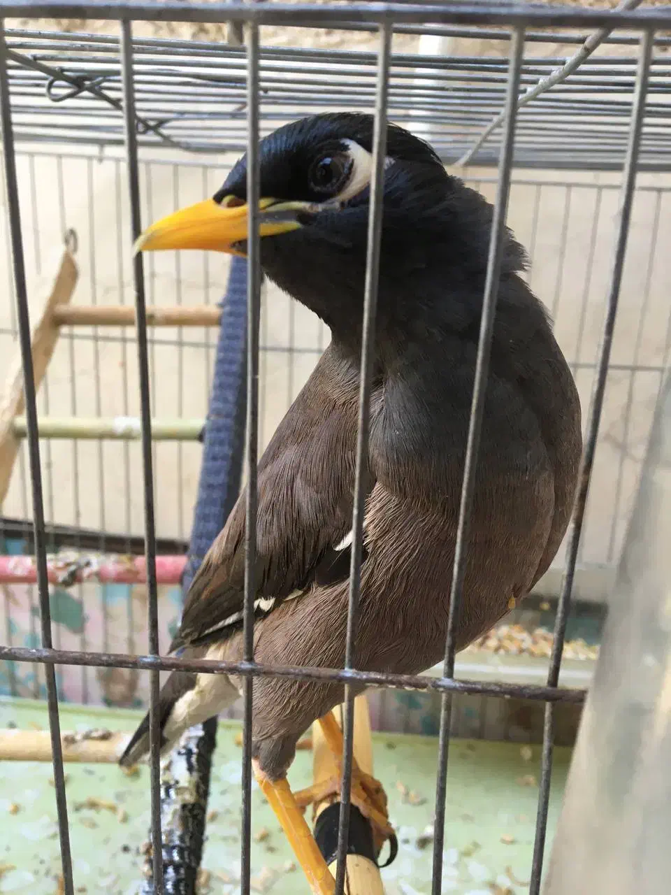 مرغ مینا|پرنده|قدس, شهر‌قدس|دیوار