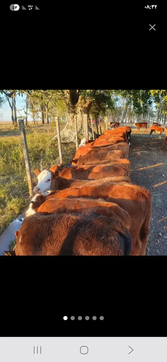 سیمینتال وارداتی بندر ترکمن با مجوز|حیوانات مزرعه|کرمان, |دیوار