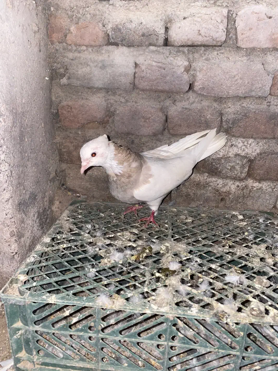 کلفه ماده|پرنده|نمین, |دیوار