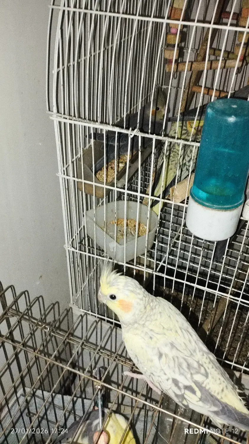 حیوانات|پرنده|بهارستان, |دیوار