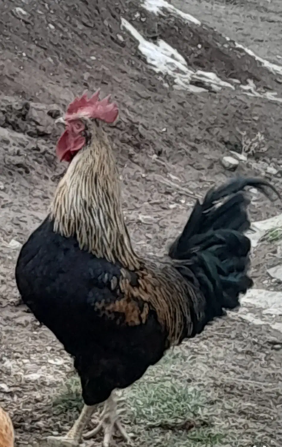 خروس|حیوانات مزرعه|کلاترزان, |دیوار