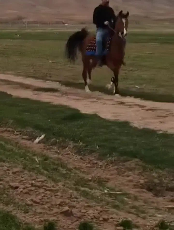 اسب|اسب و تجهیزات اسب‌سواری|شاهین‌شهر, شهرک امام رضا|دیوار