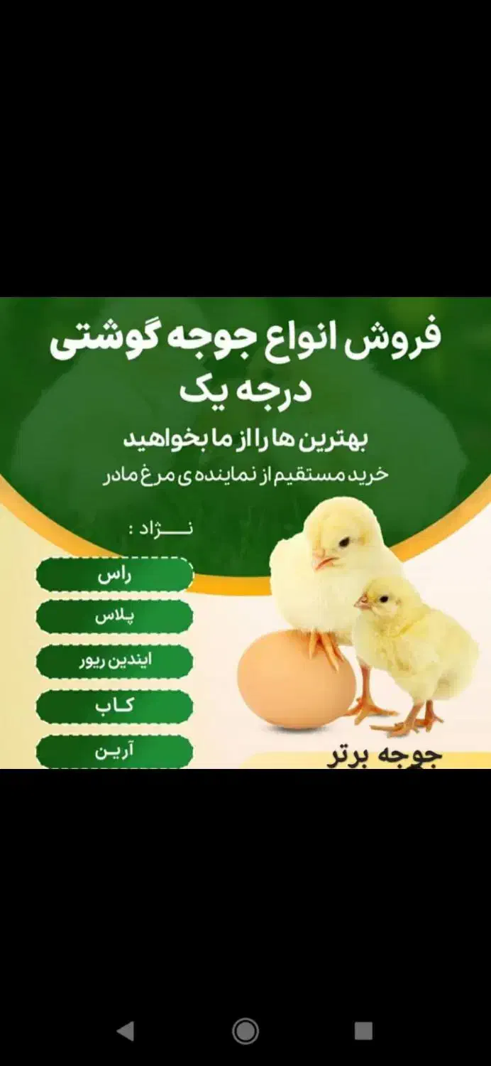 دانه پارس و جوجه گوشتی|حیوانات مزرعه|گنبد کاووس, |دیوار