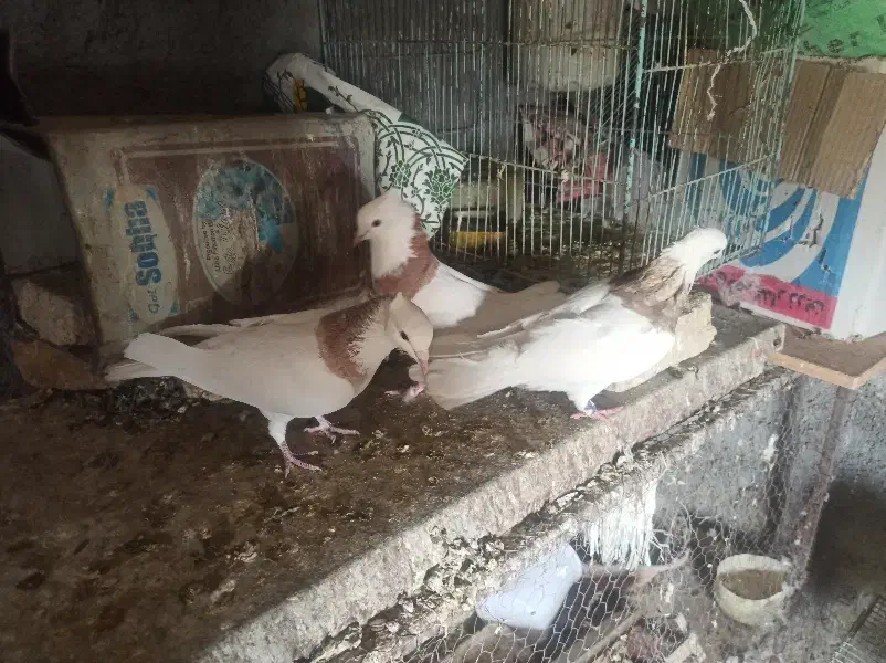 کبوتر طوقی|پرنده|فرخ‌شهر, |دیوار