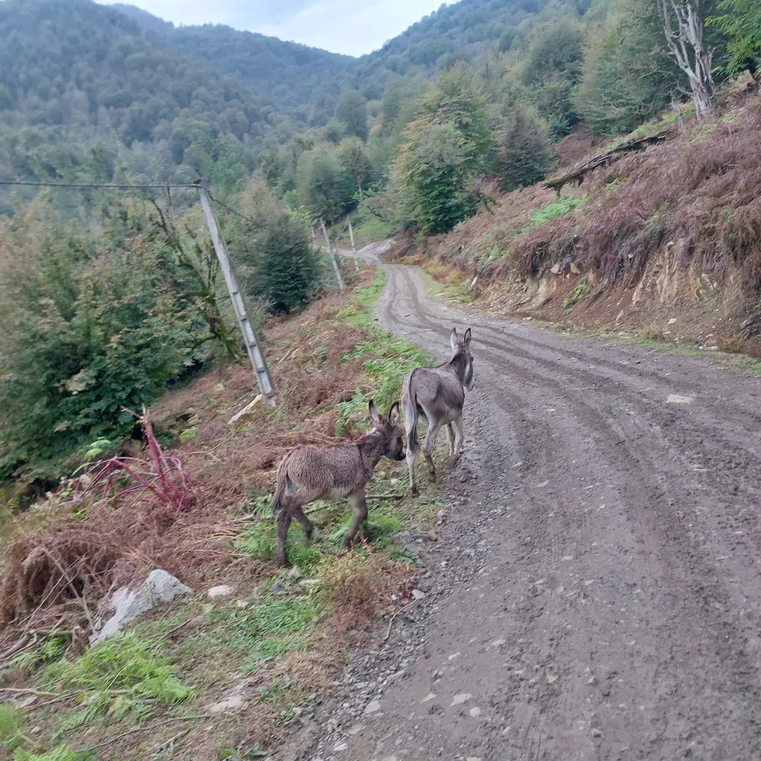 الاغ ماده همراه با بچه نر . (خر. اسب . قاطر|حیوانات مزرعه|لاهیجان, انقلاب|دیوار